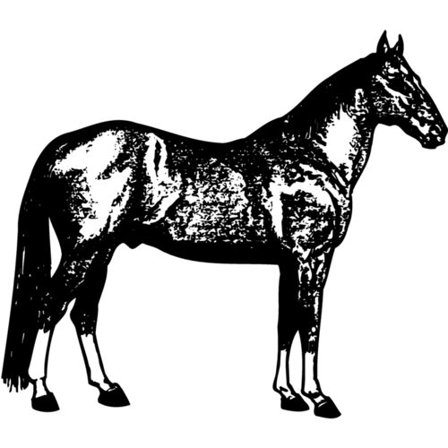 HORSE054 Thumbnail