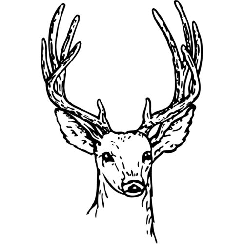 DEER011 Thumbnail