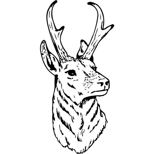 DEER023 Thumbnail